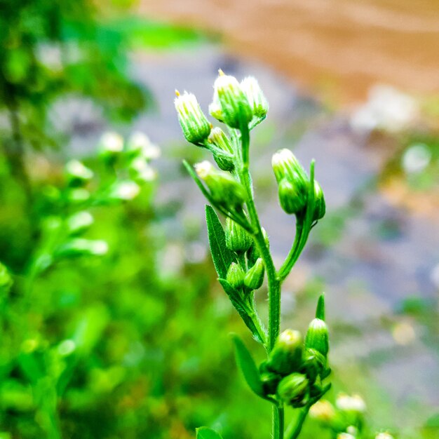 Bloem gras op de rivier achtergrond prachtige natuur toning lente natuur ontwerp zon plant