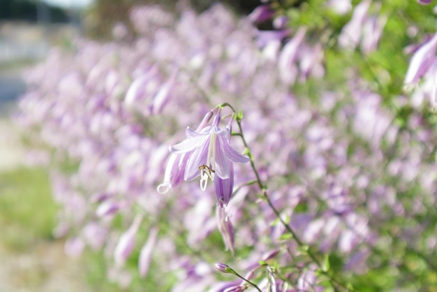 Bloem hosta groeien in de zomertuin Selectieve focus