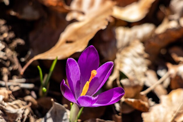 Foto bloem in de natuur