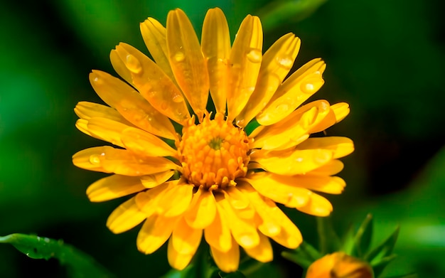 bloem in de tuin ai gegenereerd