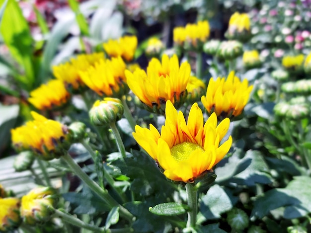 Bloem in de tuin Close-up Kleine bloemen op een groene achtergrond