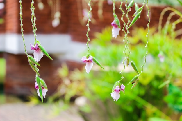 Bloem in de tuin