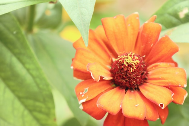 Bloem in de tuin