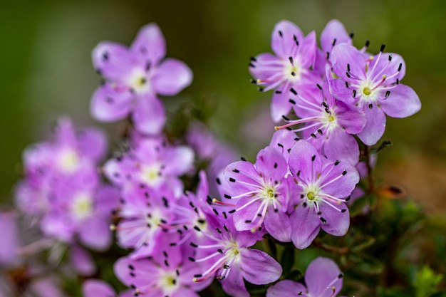 Bloem in de weide