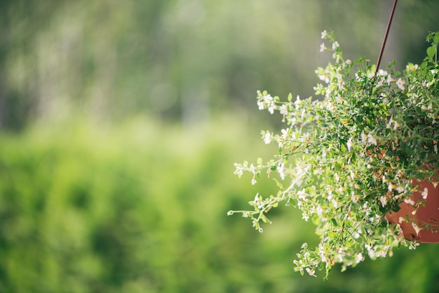 Bloem in een hangende planter op een groene wazige achtergrond selectieve focus