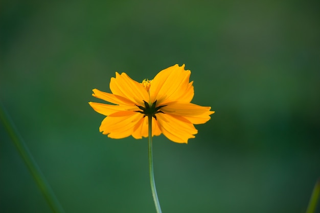 bloem in volle bloei in de tuin op een zonnige dag