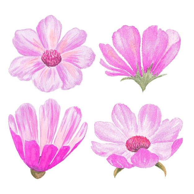 Bloem instellen. Aquarel illustratie van roze bloemen. botanische illustratie