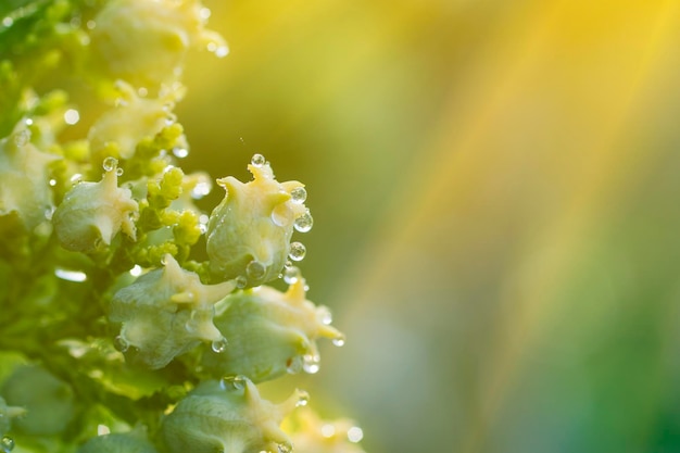 Bloem jeneverbes met dauwdruppels