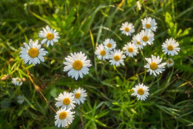 Bloem, kamille, plant close-up, natuurlijk