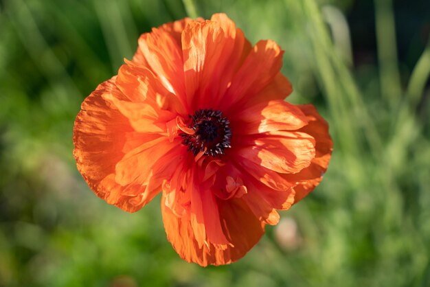 Bloem klaproos bloeiend op achtergrond klaprozen bloemen Natuur