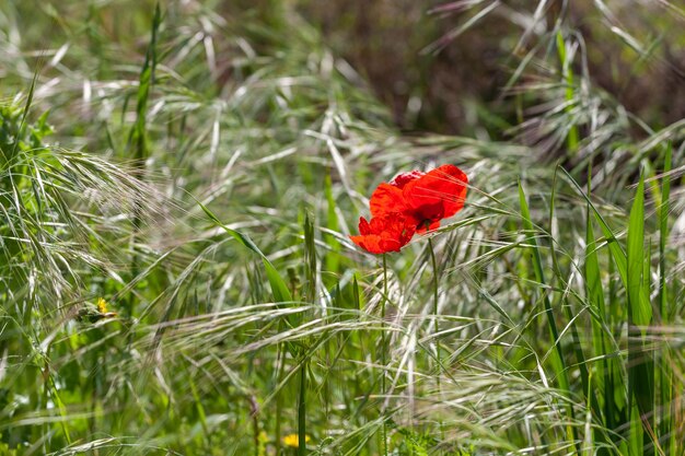 Bloem klaproos bloeiend op natuurlijke achtergrond