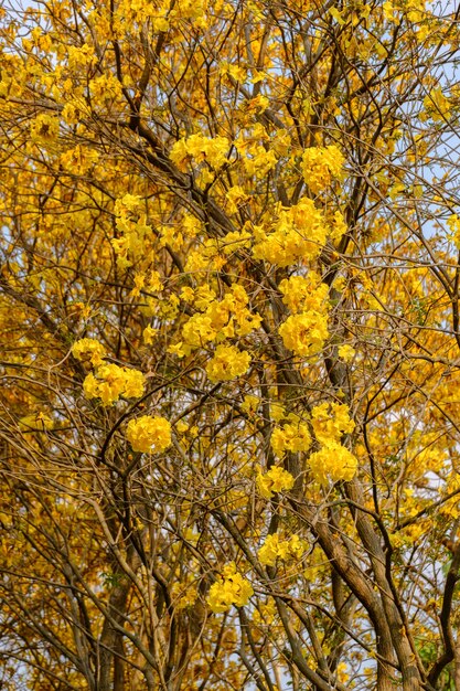 Bloem kleurrijk in aard in Thailand