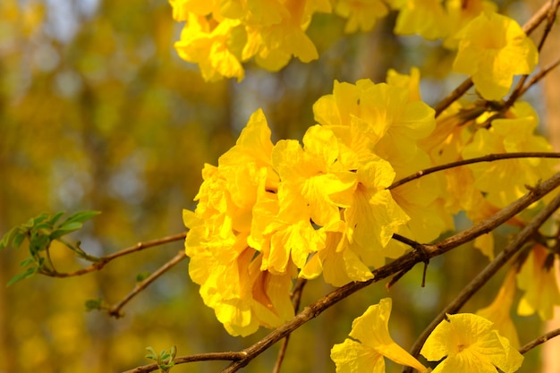 Bloem kleurrijk in aard in Thailand