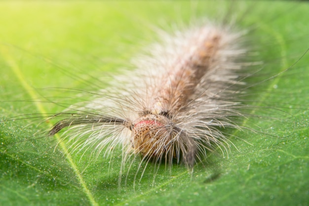 bloem lente larve macro bug worm