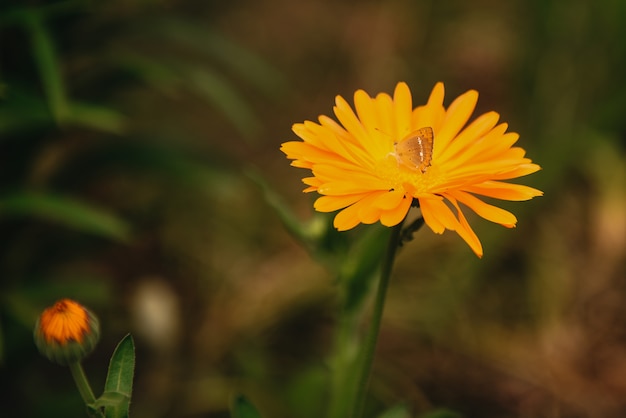 Bloem met bladeren Calendula op onscherpe groene achtergrond. Calendula op de zonnige zomerdag. Sluit omhoog van Geneeskrachtig Calendula-kruid.