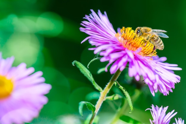 Bloem met een bij die nectar verzamelt.