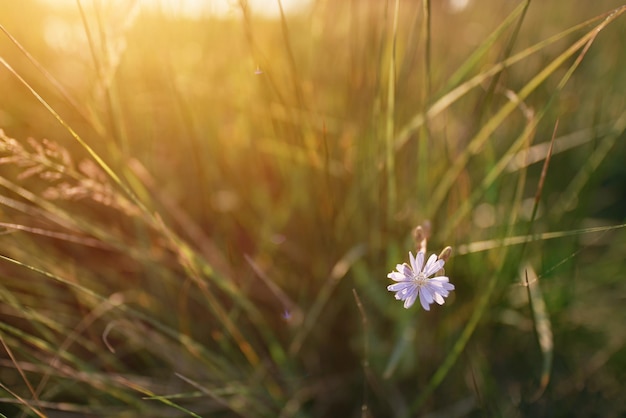 Bloem met lichtblauwe bloemblaadjes in de zomer in avondzon licht late paarse aster close-up