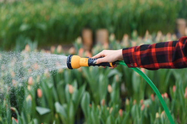 Bloem met tuinslang water geven tijdens het werken in de plantenkwekerij. selectieve aandacht.