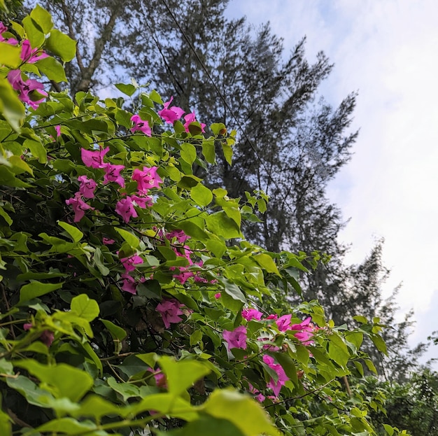 Bloem mobiele fotografie