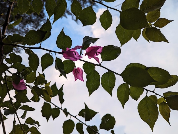 Bloem mobiele fotografie