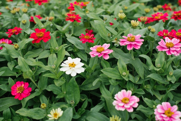 Bloem mooie achtergrond van witte, karmozijnrode en roze zinnia's in de zomertuin