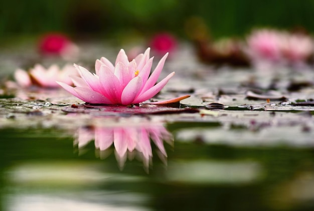 Bloem Mooie bloeiende waterlelie op het wateroppervlak Natuurlijke kleurrijke onscherpe achtergrond Nymphaea