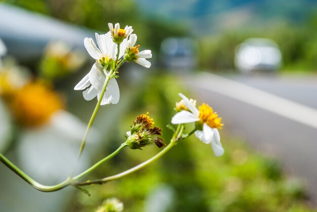 Bloem naast de weg