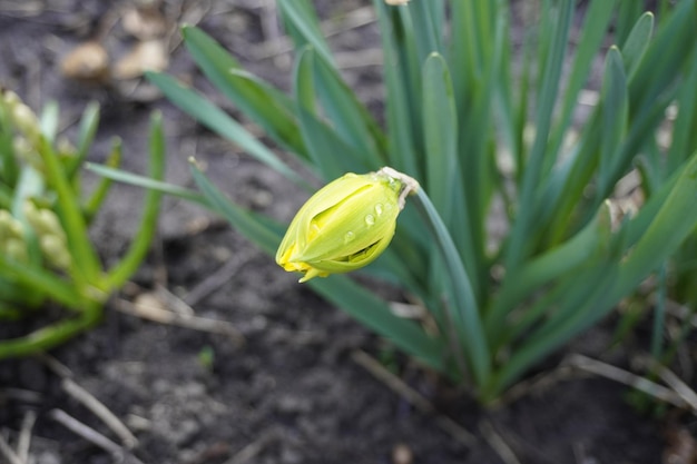 Bloem narcis Voorjaarsbloeiende bolplant