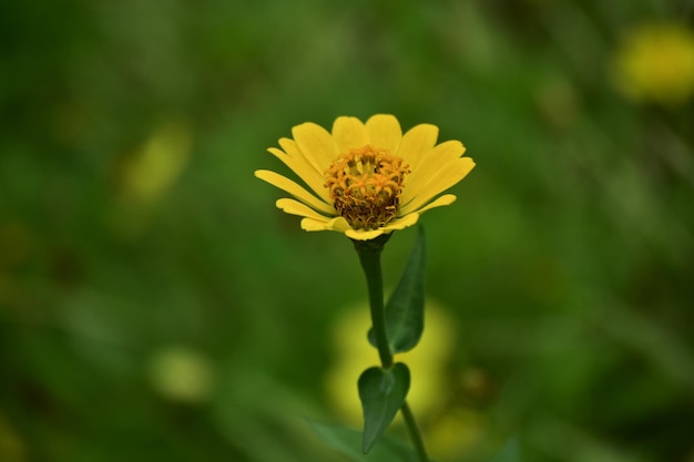 bloem natuur bloem