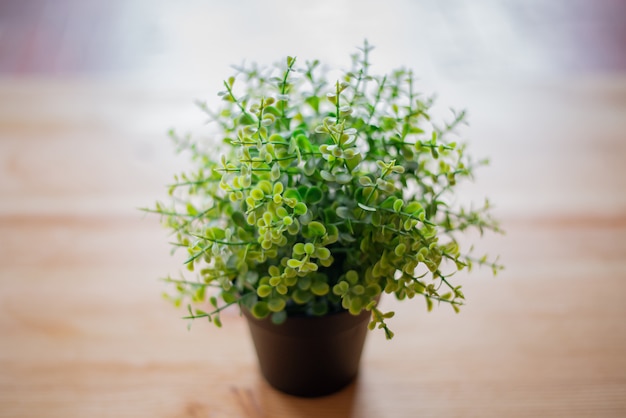 Bloem op de tafel in een pot