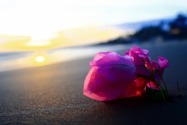 Bloem op een zandstrand