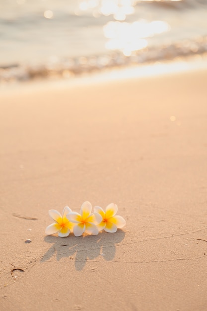 Bloem op het zand