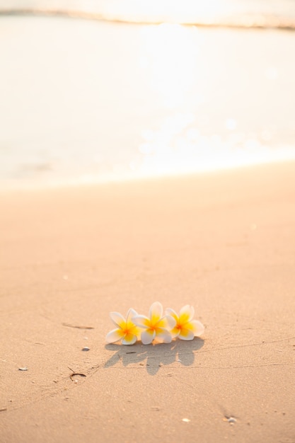 Bloem op het zand