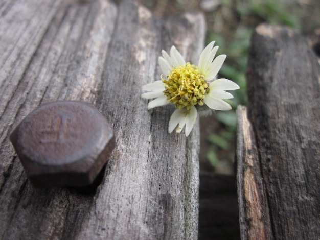 Foto bloem op hout