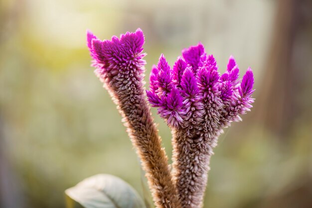 Bloem op tuin