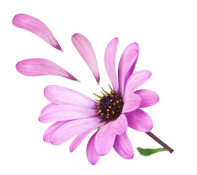 Bloem osteospermum met gevallen bloemblaadjes paars. verloren liefde.