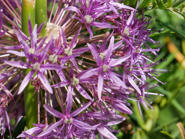 Foto bloem over onscherpe natuurlijke achtergrond