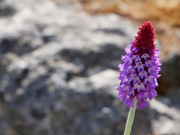 Bloem over onscherpe natuurlijke achtergrond