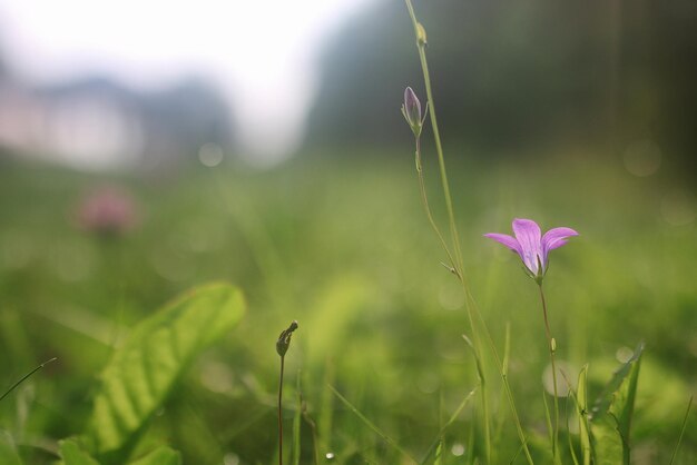 Bloem paarse bel op de natuur