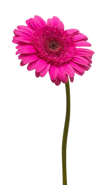 Bloem paarse gerbera geïsoleerd op witte achtergrond