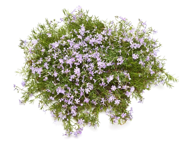 Bloem phlox subulata benita kruipende geïsoleerd op witte achtergrond Hallo lente mooie plant tuin concept natuur gazon plat lag bovenaanzicht