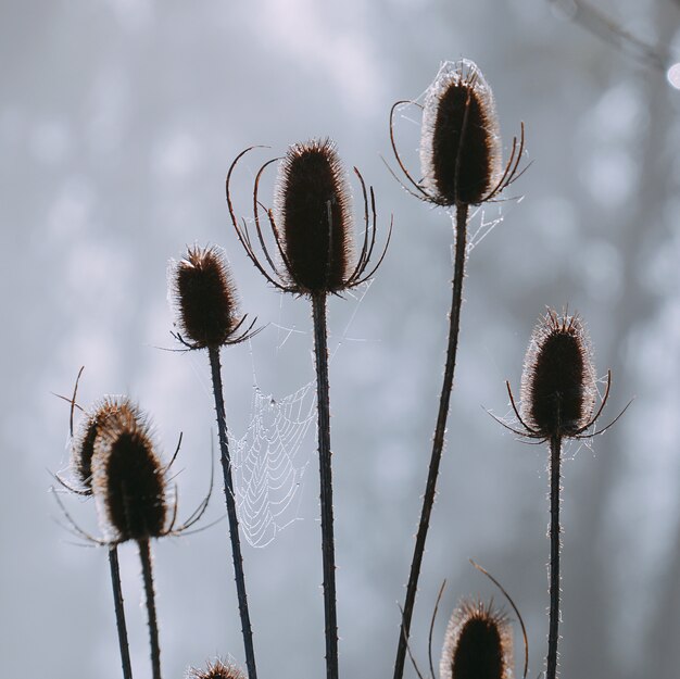 Foto bloem plant in de tuin in de natuur