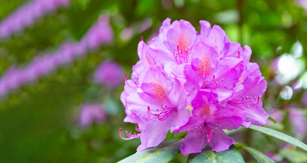 Bloem plant op natuurlijke achtergrond kopie ruimte