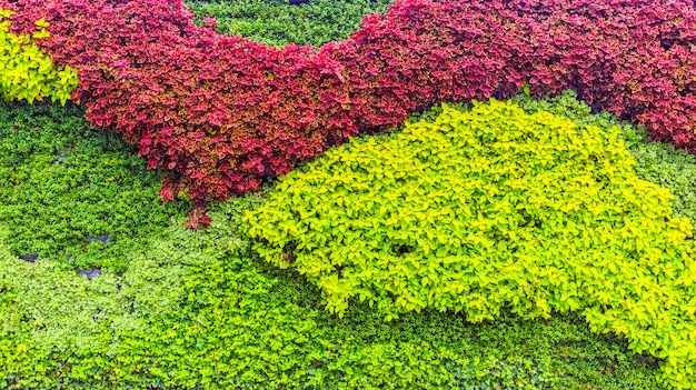 Bloem planten muur