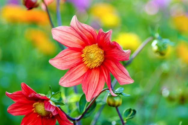 Bloem rode dahlia met geel centrum