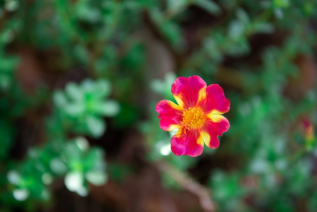 Bloem rood of scharlaken kleur in de tuin