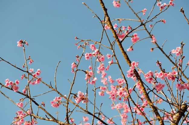 Bloem roze kleur die op boom bloeit