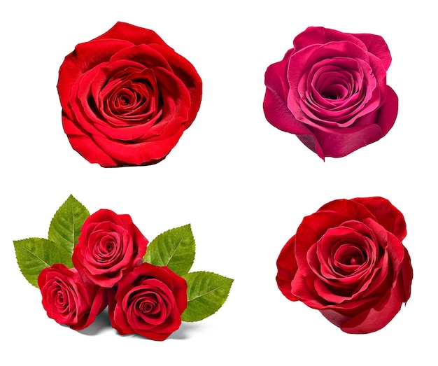 bloem rozenblaadje bloesemspm achtergrond