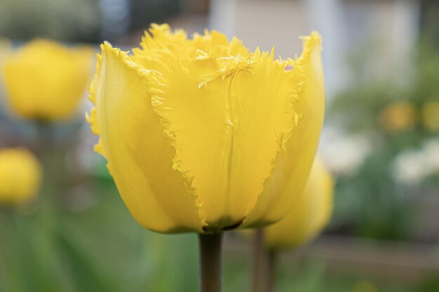 Bloem Tulp Tuinieren Landschap natuur Een wenskaart