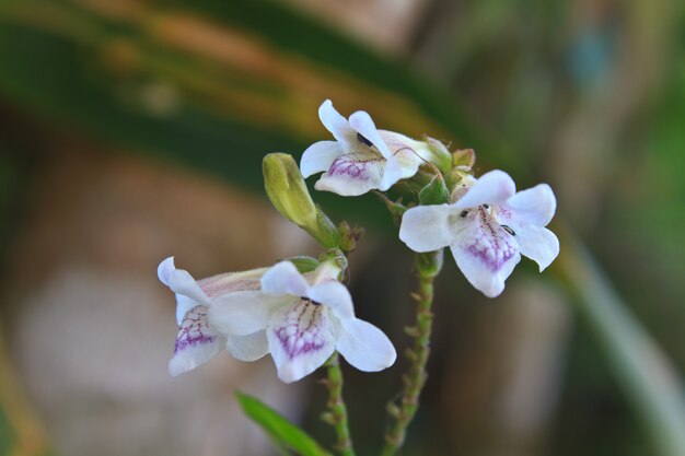 Bloem uit Thailand